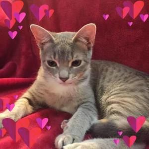 Meet your Posher, Julie